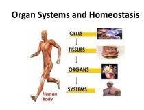 Az emberi szervezet, a homeosztázis. 