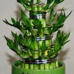 Szerencsebambusz, a lakás elengedhetetlen dísze Szerencsebambusz, a lakás elengedhetetlen dísze