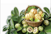 Garcinia, HCA-érték, hidroxi-citromsav Garcinia, HCA-érték, hidroxi-citromsav