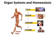 Az emberi szervezet, a homeosztázis. 