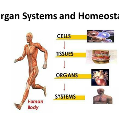 Az emberi szervezet